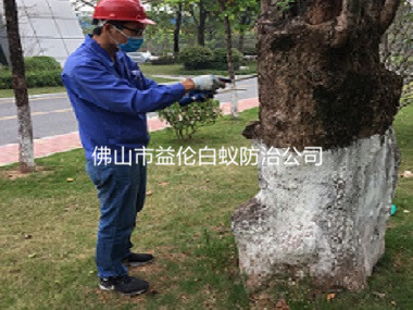 南海公園白蟻防治工程