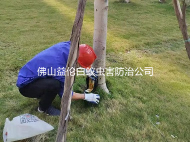 大瀝鎮(zhèn)公園滅治白螞蟻