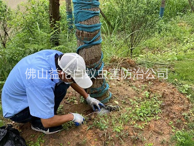 里水綠化樹(shù)木治白蟻