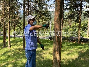 西樵景區(qū)樹木防治白蟻工程